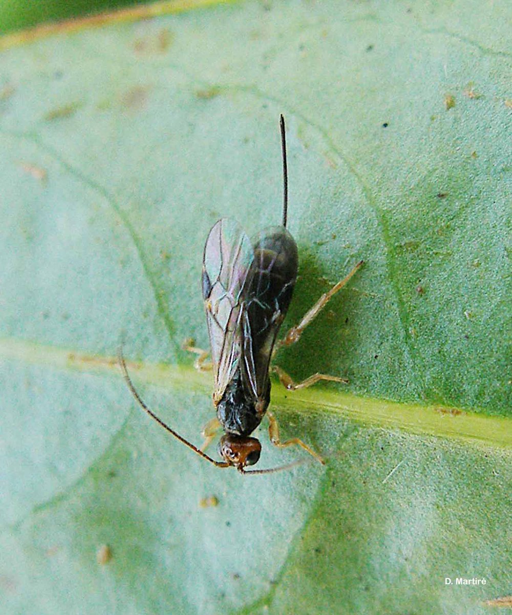 Congratulations to Dr Kiran Mahat and Anthony Clarke for recently publishing "Competition between Diachasmimorpha kraussii and Fopius arisanus in Bactrocera tryoni: does native parasitoid-host association matter?" in BioControl! fruitflyittc.edu.au/post/exotic-vs… #fruitfly #fruitflyresearch