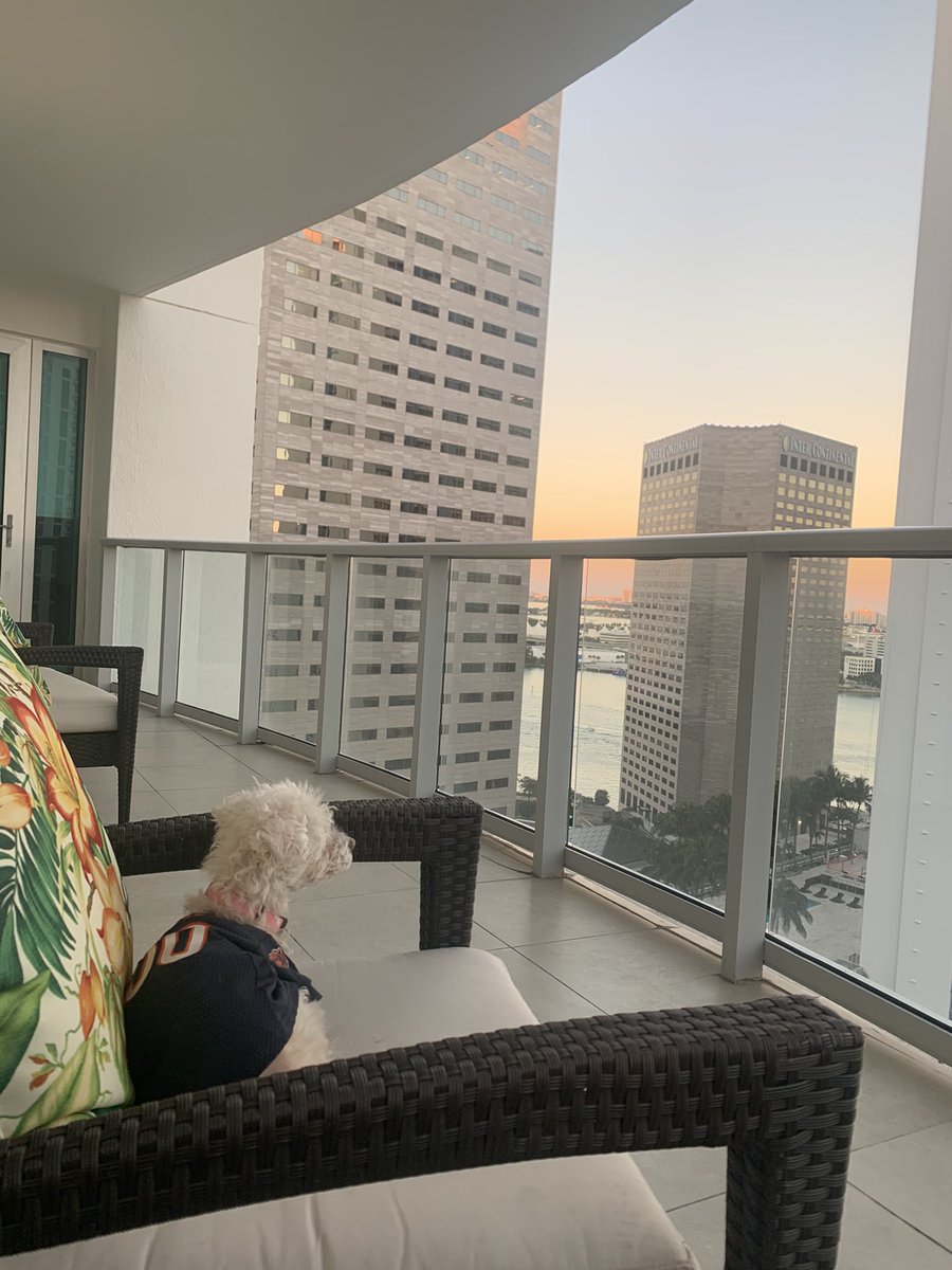 ItchyThePoodle's tweet photo. Lazy days in Miami https://t.co/e2ajr6KtOu
