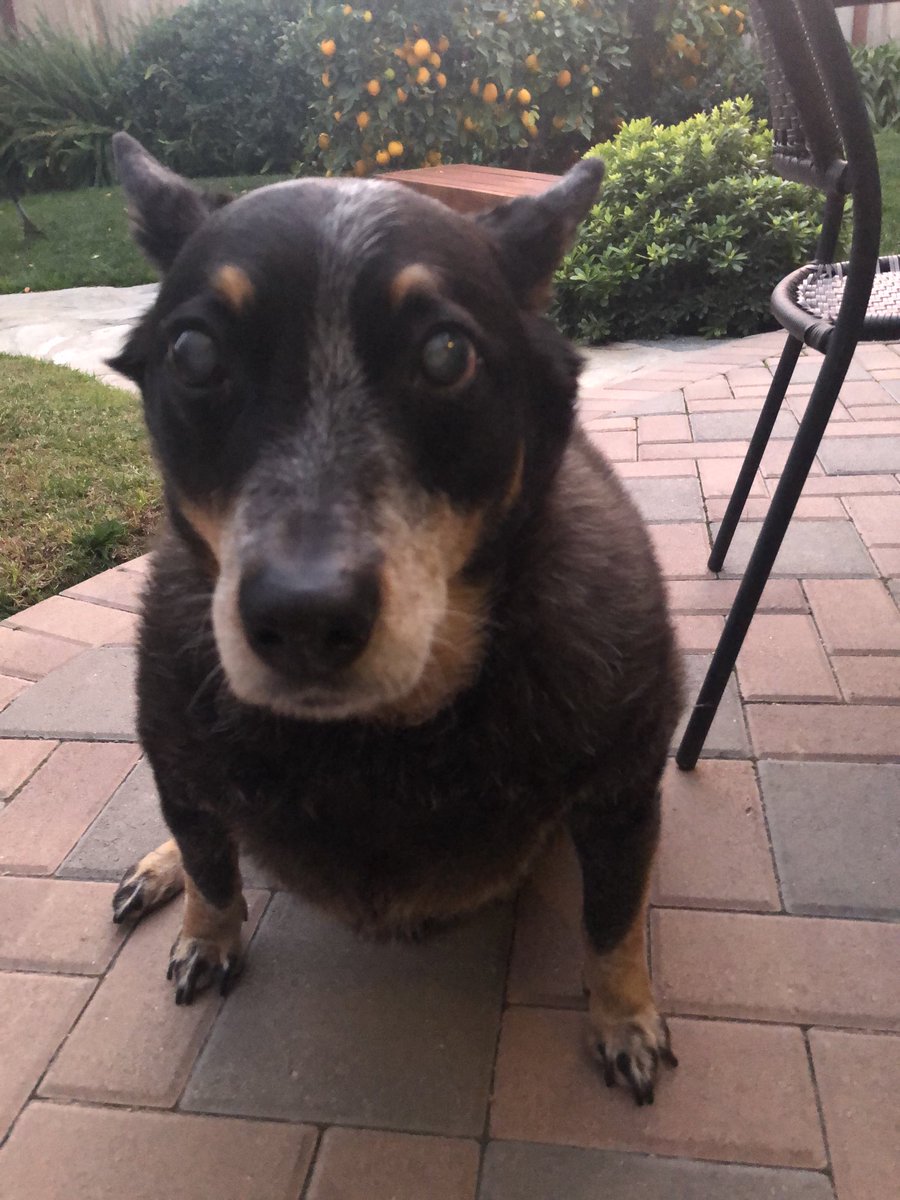 OhMyStars7's tweet photo. Frens, I being accused of eating an old leftover Christmas roll right out of da garbage can! Does dis look like da face of a guy dat would do such a fing?
#GarbageEater
#dogsoftwitter https://t.co/g6IFJKeQAo