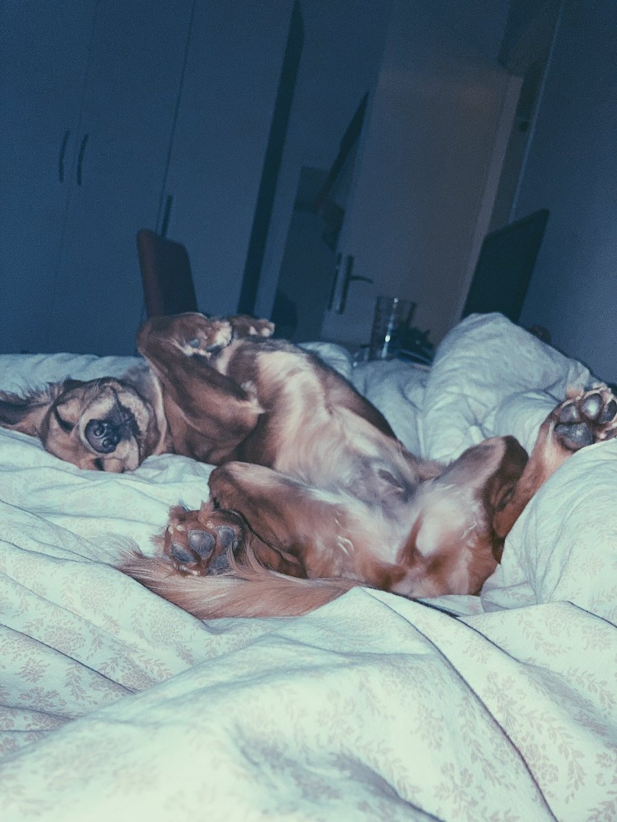 Aynen kanka köpekler depremi önceden hissediyor haber veriyo