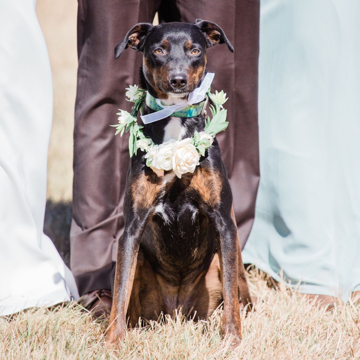 CompassRoseFlo1's tweet photo. Weddings are VERY serious business 
Photo: Ashleigh Miller Photography https://t.co/VaAszogOHw