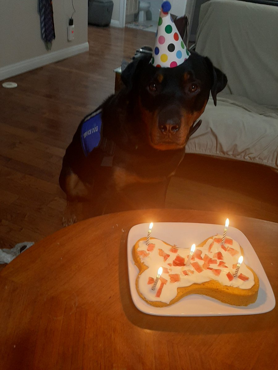 servicerotties's tweet image. I got cake ❤

#DogsOfTwitter