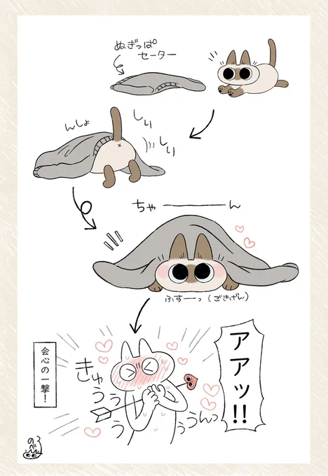 これが彼シャツならぬ主セーター #シャム猫あずきさんは世界の中心 