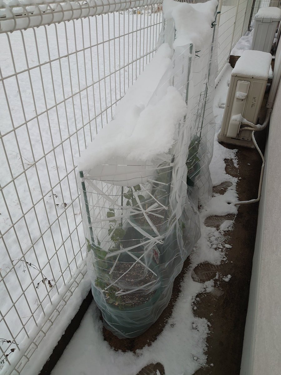 父さんの家庭菜園 とよのか とちおとめ成長日記 98日目 残り3苗 佐賀県も雪が積もりました 気持ちばかりの防虫ネットで対策してます 家庭菜園 プランター いちご とよのか とちおとめ