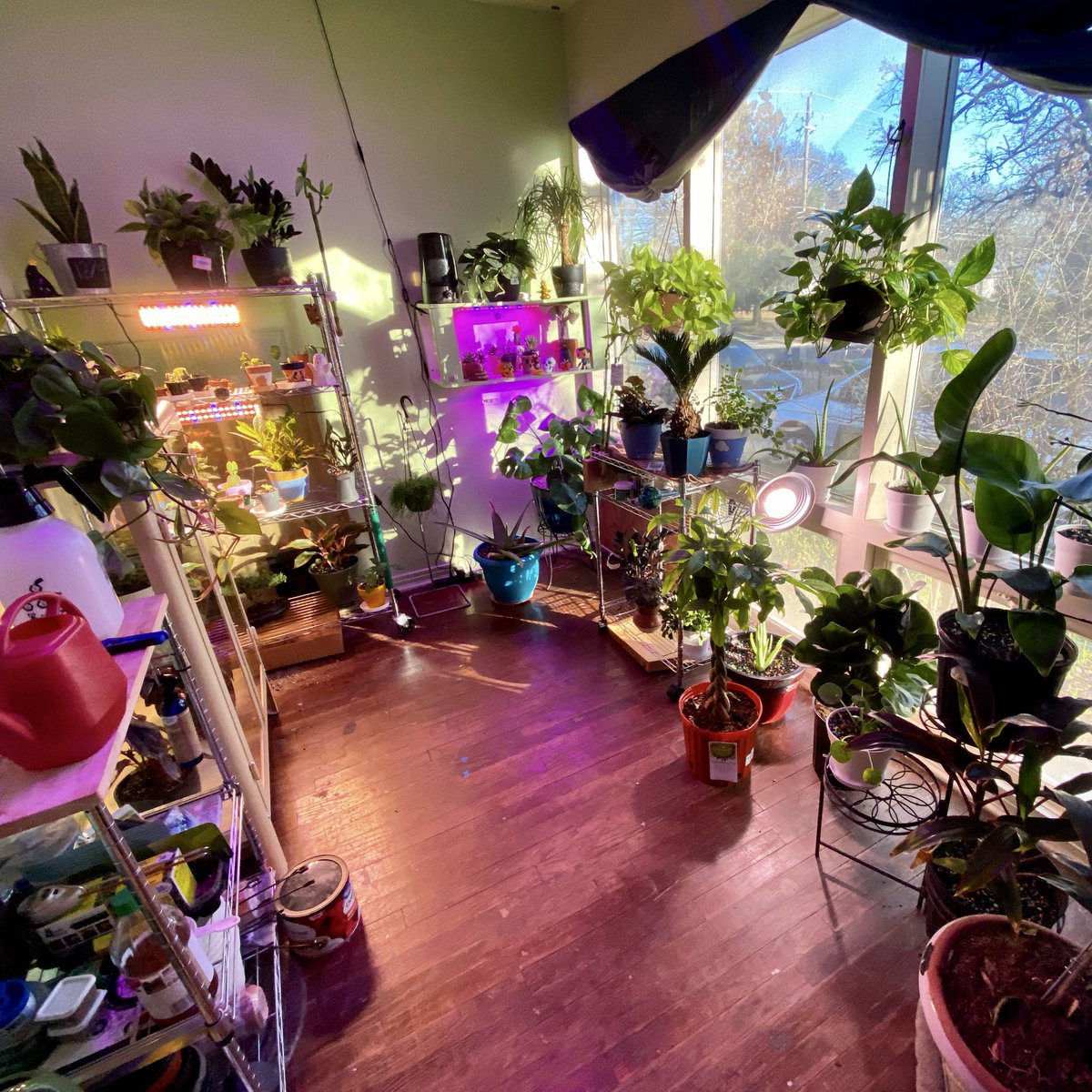 pizzagrenades's tweet photo. How it started vs how it’s goin 🌝#
#idonthaveaproblemyouhaveaproblem
#plants https://t.co/CCw5KegdUD