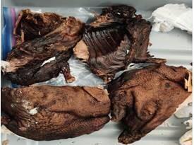Photo of nearly 9 pounds of bush meat seized by CBP agriculture specialists in Newark on Sunday, January 3, 2021.