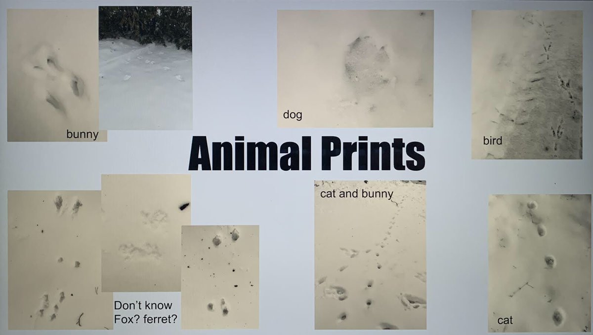 ngallagherOCSB's tweet photo. Can you identify these animal prints? St. Catherine students are busy identifying animal tracks! ⁦@StCatherineOCSB⁩ https://t.co/Lsqp2nWJZE