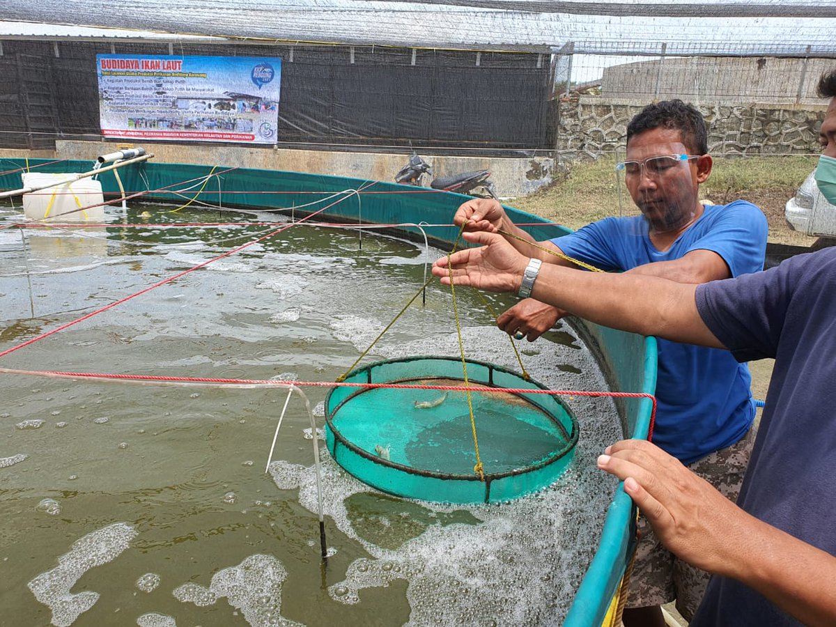 Pembangunan sub-sektor perikanan budidaya secara terukur didukung riset dan rencana bisnis yang matang bisa menjadi sumber ekonomi untuk mendorong kesejahteraan masyarakat dan meningkatkan pendapatan negara.