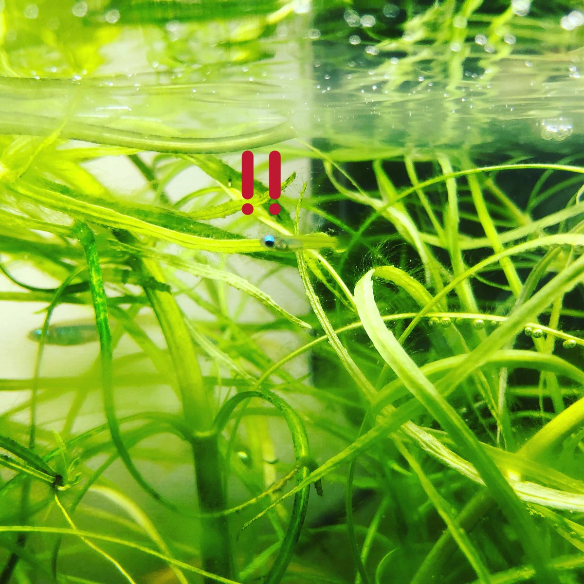 きのぎ 入院で放置してた ライトと餌はタイマー 水槽にアフリカンランプアイの子供が産まれている 初繁殖