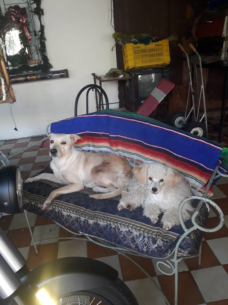 MirniaT's tweet image. Ayudar vale la pena hace 4 meses esta foto era imposible, esta Srta no se le podía acercar nadie menos un animal y perra menos, Ella es Blanca la perrita del indigente del Banco de Venezuela de la calle 42 de Barquisimeto, esterilizada, sociable