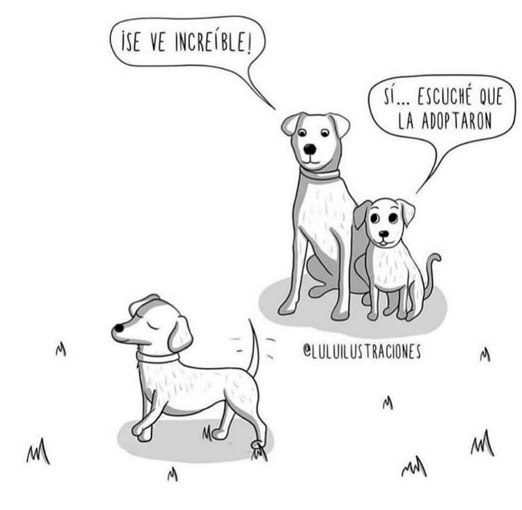 dameunapatapy's tweet photo. Adoptar es... compartir tu corazón y al hacerlo este 🧡 se hace más grande y experimenta emociones que no pensabas que tenías 
.⁣
#adoptaresmejor #adoptarunperro #adoptaresamor #adoptaresamar #adoptarsalvavidas #adoptaresvida #adoptarcambiavidas #adoptargatitos #adoptarnocomprar https://t.co/xTQNIfttzD