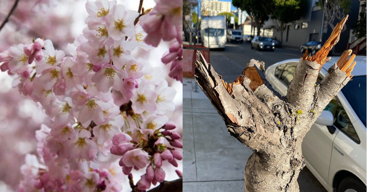 kron4news's tweet photo. Historic cherry blossom trees in San Francisco’s Japantown destroyed 
https://t.co/CNQSPVBJWq https://t.co/MC3iyOZfcM