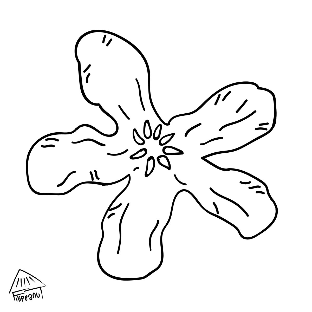 Filipeanut's tweet photo. A close-up of one of the species highlighted in my #Baybayin "Maganda" art. The flower of the #Katmon tree, whose fruit is used to sour sinigang. https://t.co/HP9R1PFg5G