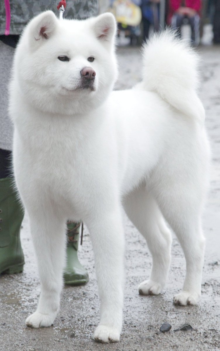 あきほ 秋田犬保存会 秋田犬会館 真白 ましろ という名前に相応しい白さ