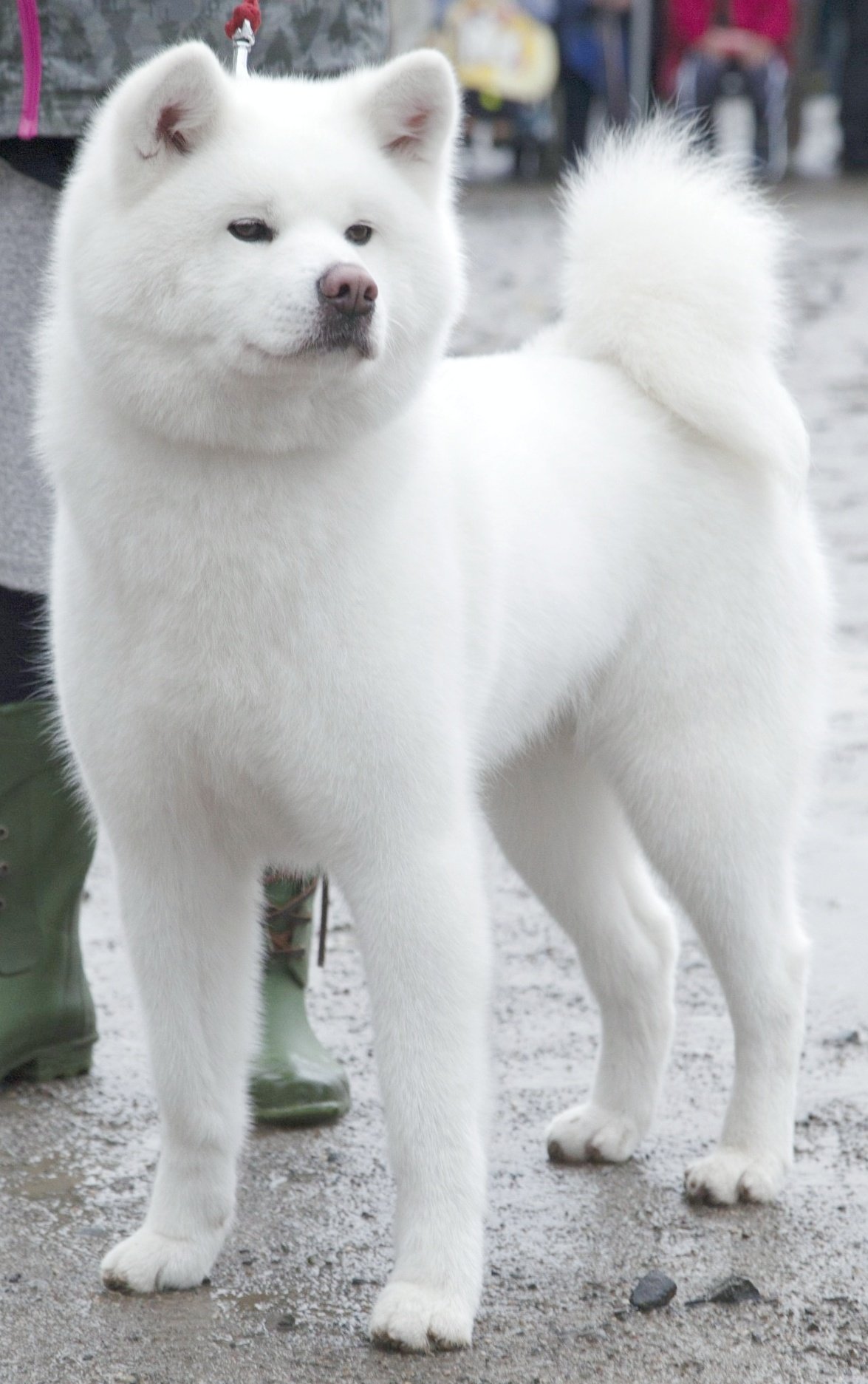 あきほ 秋田犬会館 真白 ましろ という名前に相応しい白さ T Co Heaxfb7luu Twitter