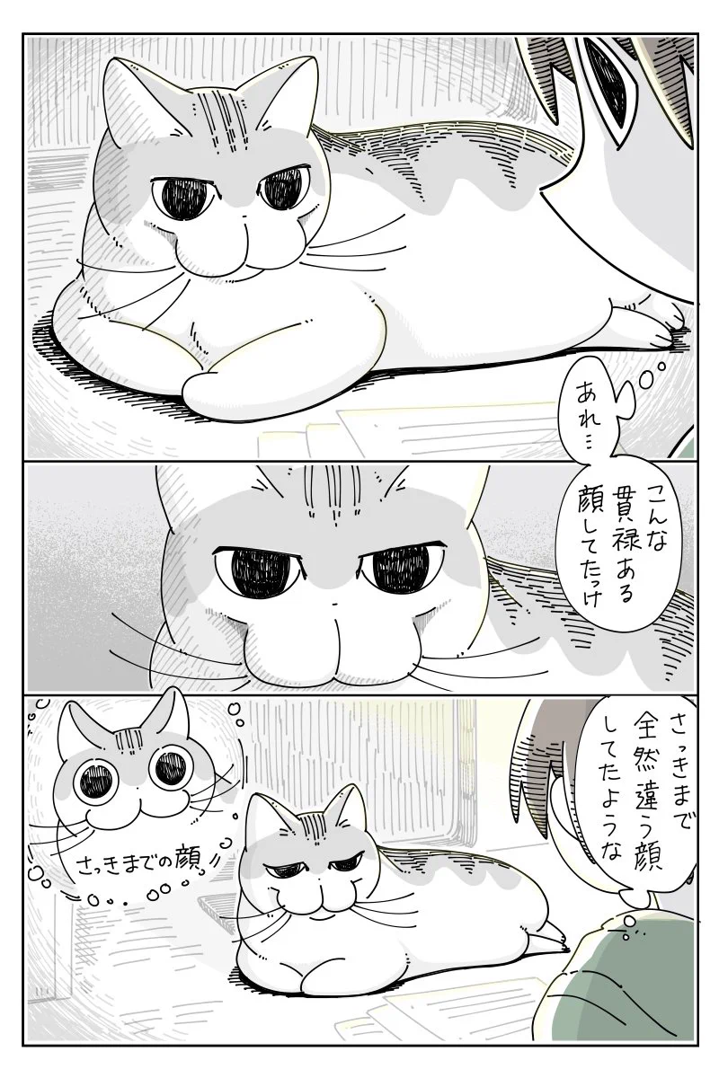 猫の顔は見るたびに変わる？！人に負けないくらい表情豊かな猫！
