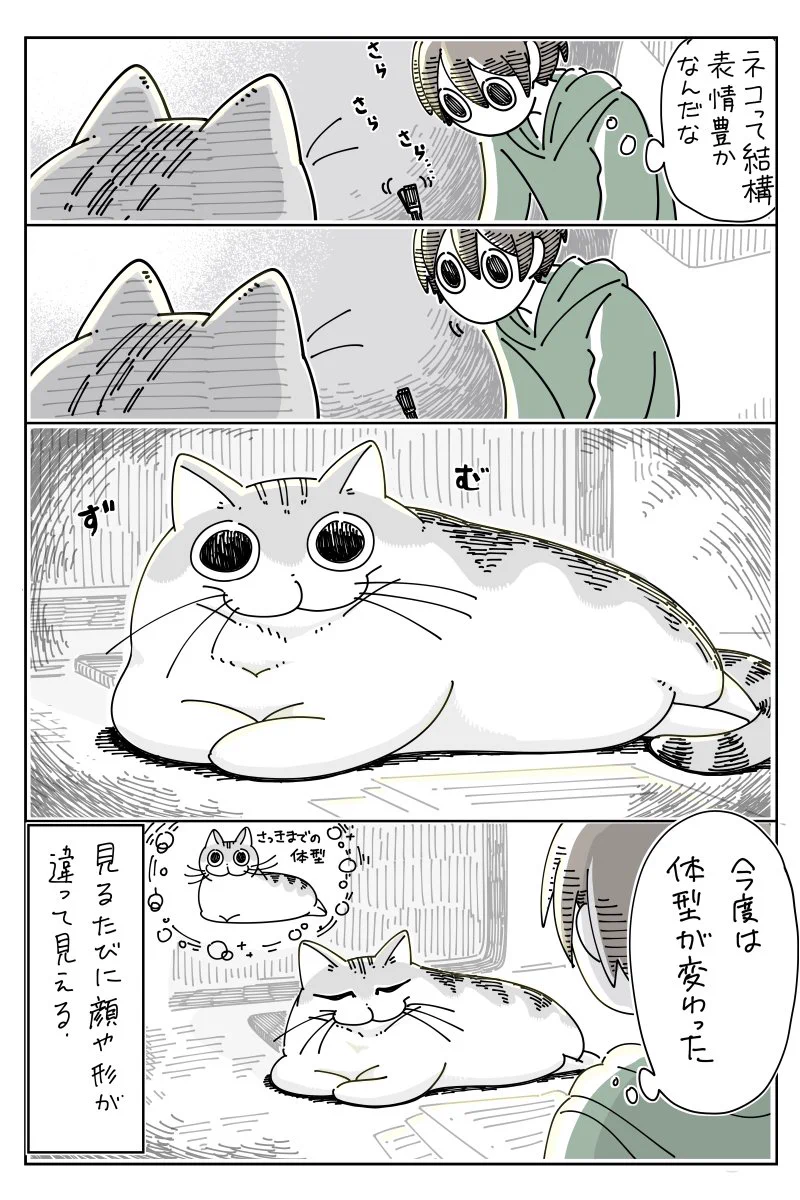猫の顔は見るたびに変わる？！人に負けないくらい表情豊かな猫！