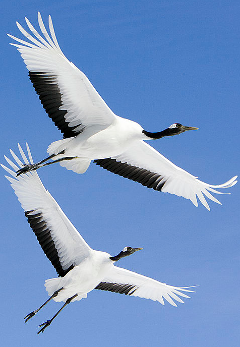 ปอป่านขอแปล tweet media