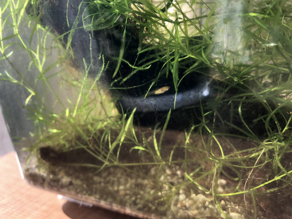 Narugen46 メダカの稚魚さんの越冬用水槽 ナヤスがわんさかできました メダカさんは平気みたいです ナヤスを間引こうと思うのですが どなたかいる方いますか 初めてなのでうまくできるか心配ですが 第4種で無料でお分けします アクアリウム Narugen46 メダカの稚魚さんの越冬用水槽 ナヤスがわんさかできました メダカさんは平気みたいです ナヤスを間引こうと思うのですが どなたかいる方いますか 初めてなのでうまくできるか心配ですが 第4種で無料でお分けします アクアリウム