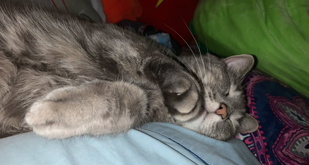 anubis_tb's tweet photo. I’m sorry I didn’t stream today! I decided to take a break and just take some time to myself! I will update everyone when I am streaming again but for now here’s a picture of my baby boy 🥰 #gamergirl #smallstreamer #CatsOfTwitter https://t.co/z0AieXIAC4