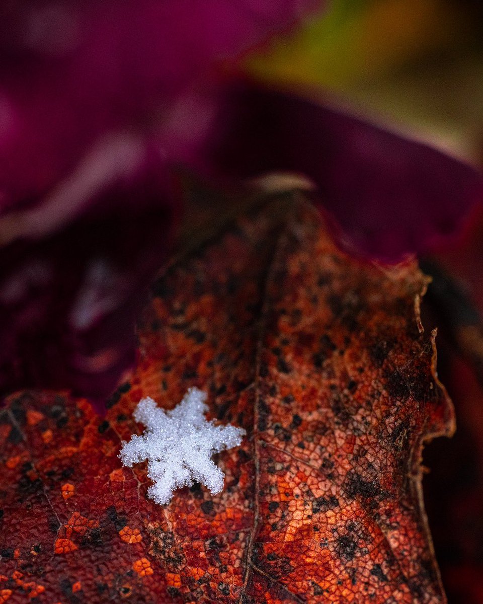 ckwarcup's tweet photo. Another snowflake macro on some leaves 🍂#photooftheday #photography #sonyalpha https://t.co/Yr62cPEVjD