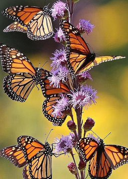 trichyls's tweet photo. 🌷hi very happy blessed Friday good morning everybody 🌷 best wishes for the weekend 🌷 take care friends 🌺💐🌺 https://t.co/JaodgdTuoX
