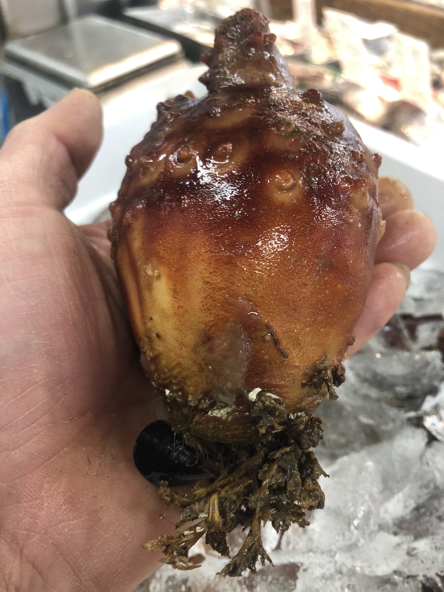 西野水産 気が早い 初物 殻付ホヤ1個100円 税 本日オススメ 北海道産生甘海老生食用 1盛り300円 税 T Co e6qswawy Twitter