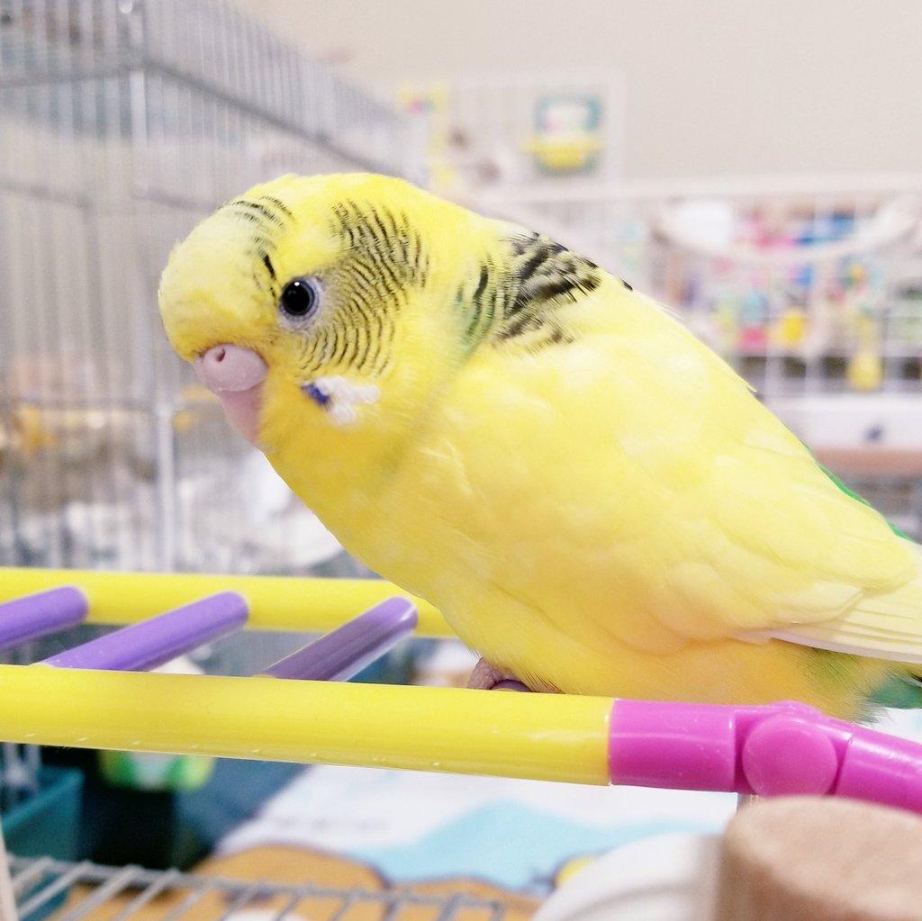 70以上 かわいい 世界 一 可愛い セキセイ インコ シェフ ミッキー キャラクター