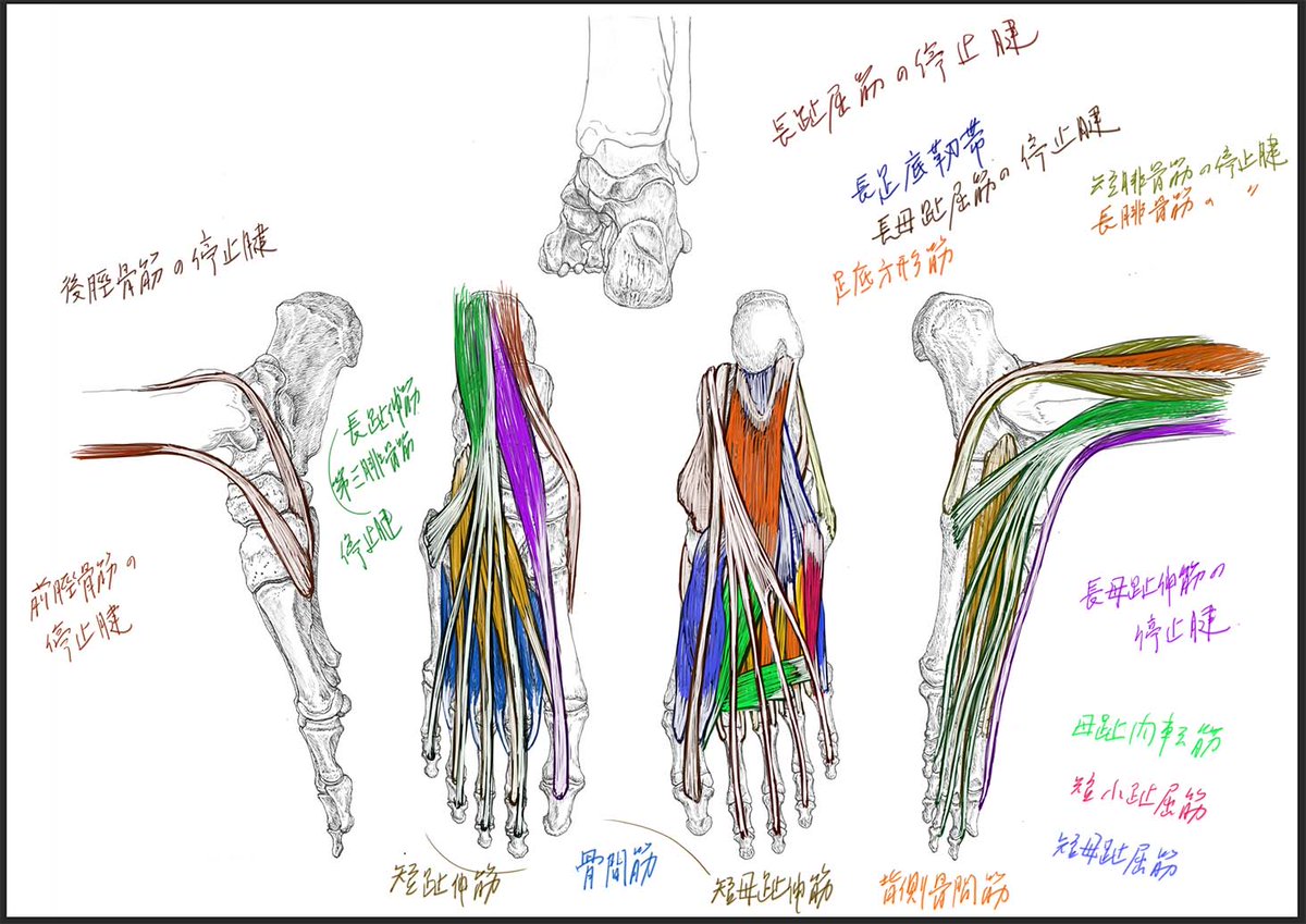 今日のデジタル板書。足の筋肉について。最後までいけなかった。続きは再来週の最後の授業で。
#美術解剖学 #大阪芸術大学 