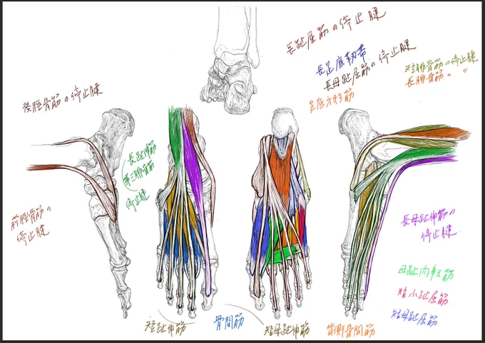 今日のデジタル板書。足の筋肉について。最後までいけなかった。続きは再来週の最後の授業で。#美術解剖学 #大阪芸術大学 