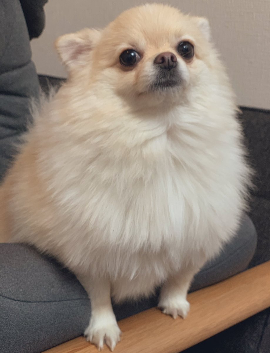 تويتر ポメチワたろす على تويتر 寒くなってもふもふがマシマシです チワポメ ポメチー ミックス犬 T Co R7vno7o2nx
