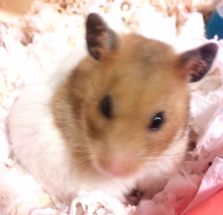 プイプイ 青空 ハムスターを飼う夢を見た 昔飼ってた子と同じく2匹の姉妹で ゴールデンは割と激しい喧嘩をするから 2匹が同じ場所に鉢合わせてしまった時 全力で手を突っ込み喧嘩を阻止した夢