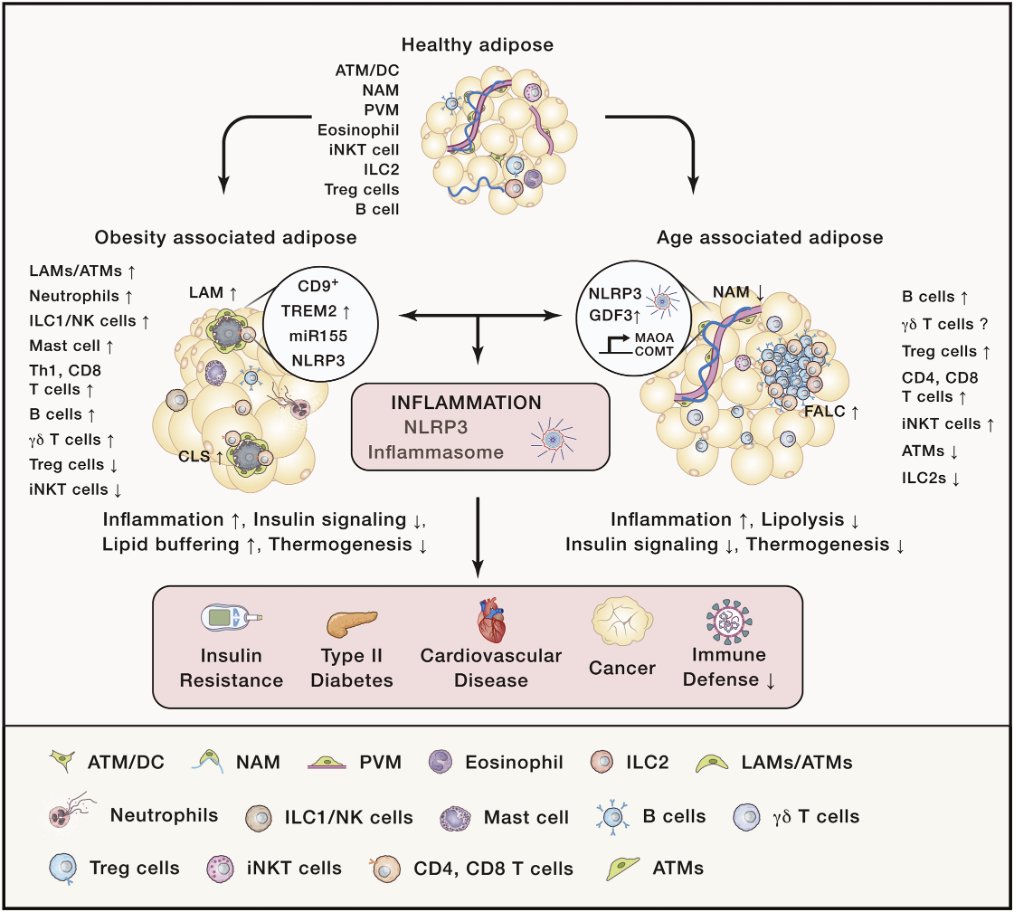 mmw_lmw's tweet photo. Dietary Regulation of Immunity | Obesity and Aging Lead to Distinct Changes | Vishwa Dixit @YaleMed @ImmunityCP https://t.co/zj2wqmQ2fe | #2020_ReCapSept https://t.co/tBp8GKLr2t