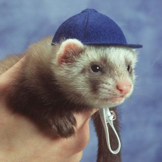 Ferrets4Elaina's tweet photo. @Elaina_Exe @ChilledChaos @Cole_Gallian @CheesyBlueNips @davintjen @JeremyNDooley @KatTDooley @Axialmatt @shelbygraces Oooh my code name is swagtastic, look! https://t.co/GTKvexcGfs