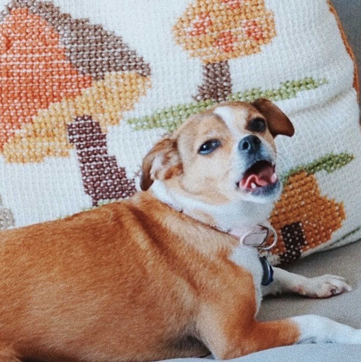 Lauren Murphy (dm dog pics pls) tweet media