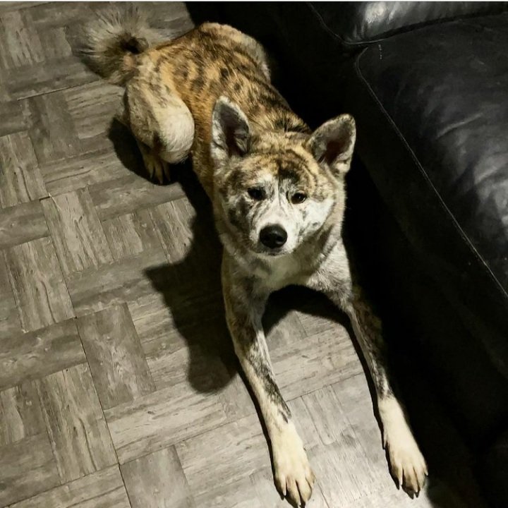 Japanese AKITA *AKITA-Inu tweet media