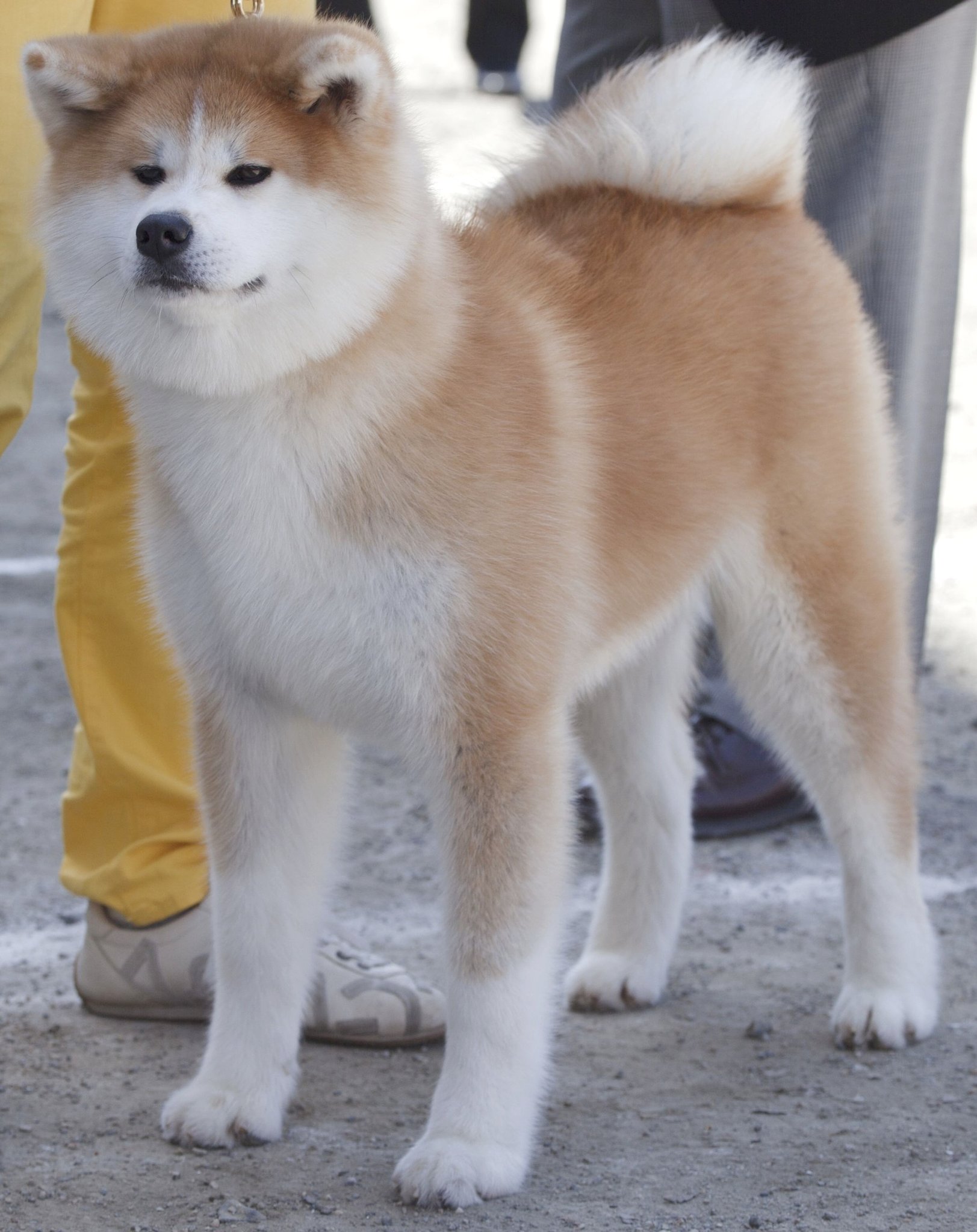 O Xrhsths あきほ 秋田犬保存会 秋田犬会館 Sto Twitter 今回の本部展で名誉章をとった子の幼犬時代