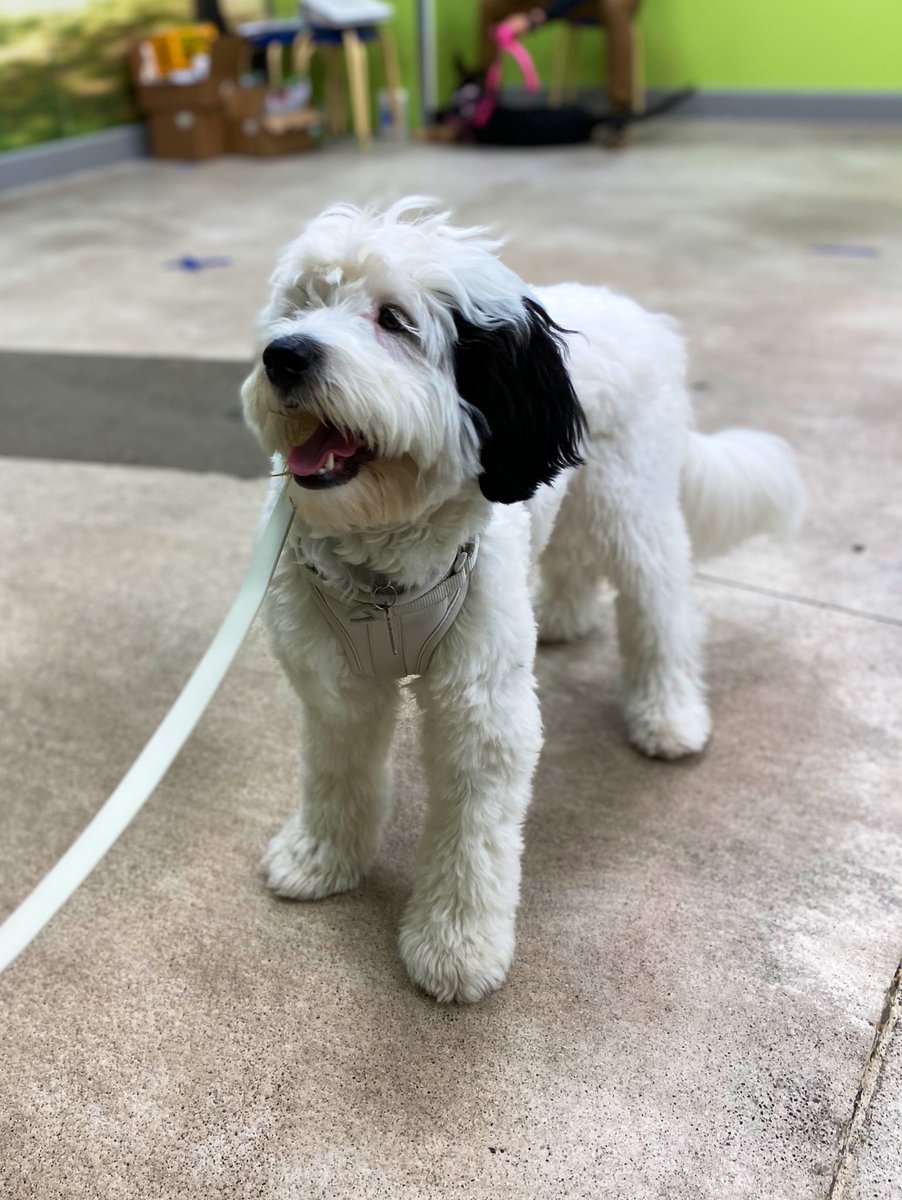 1 more class until I graduate 👨‍🎓 Puppy Training!!!! 🐾 

#goldendoodlepuppy #goldendoodlesofinsta #goldendoodlesofig #delightfulgoldendoodles #goldendoodlesofinstagram #goldendoodlelove #goldendoodle #minigoldendoodle #goldendoodlemoments #goldendoodles #goldendoodlelife