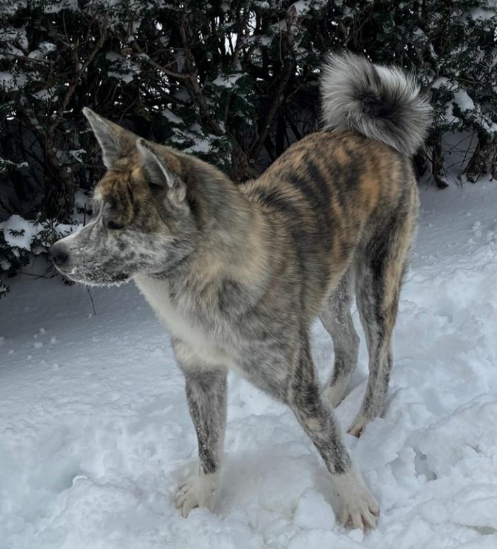 Japanese AKITA *AKITA-Inu tweet media