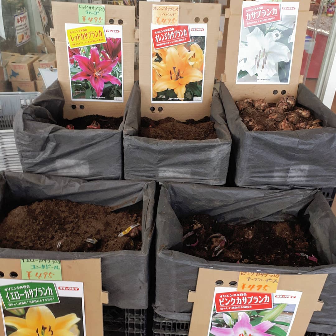 ガルデン バイパス店 Auf Twitter 時期が過ぎた球根は 植えっぱなしにしていれば翌年も花が咲くので大丈夫です インスタ ヤエタネ 八江農芸ガルデン ガルデンバイパス店 長崎県 諫早 生花店 花のある暮らし 花スタグラム 花好きな人と繋がりたい 球根