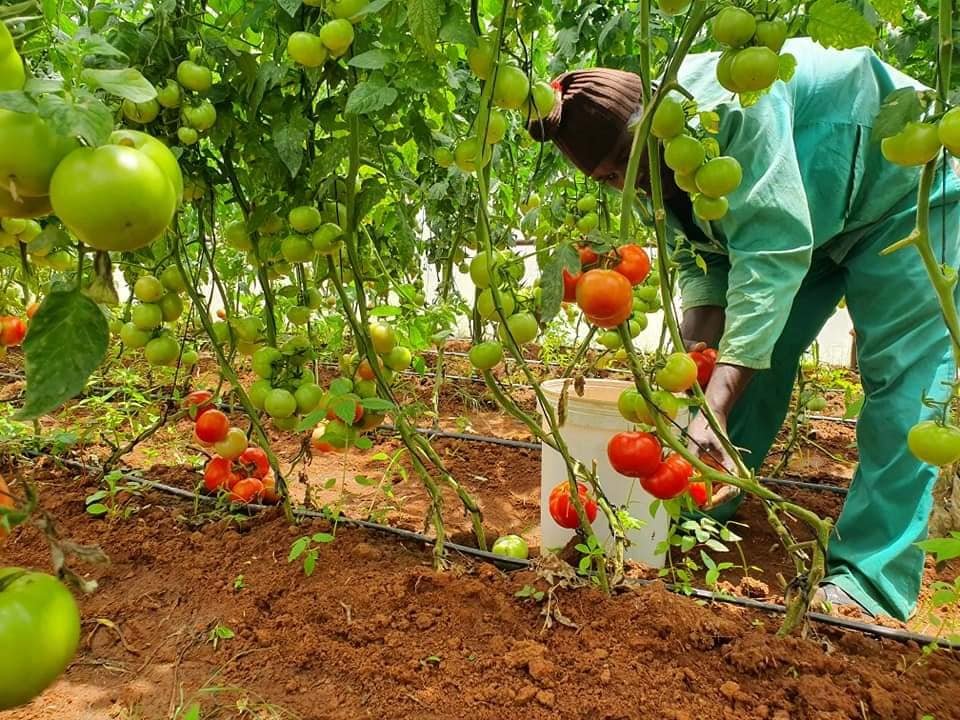 Thread by @mynzagric254 on Thread Reader App – Thread Reader App Thread by @mynzagric254 on Thread Reader App – Thread Reader App