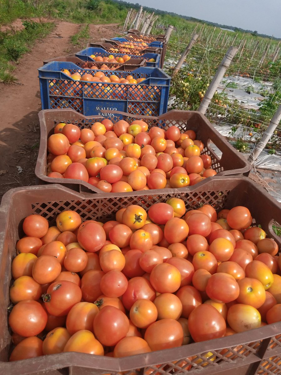 Thread by @mynzagric254 on Thread Reader App – Thread Reader App Thread by @mynzagric254 on Thread Reader App – Thread Reader App