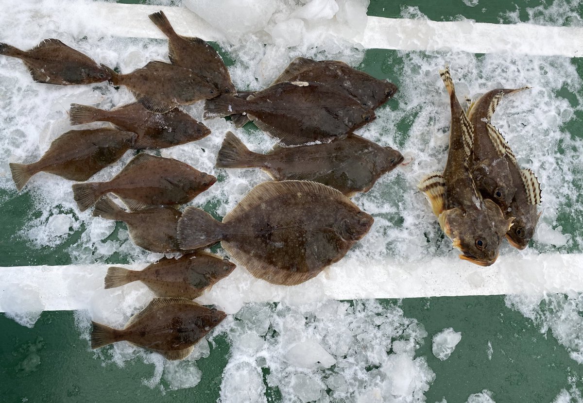 釣り愛好家 乗船中 苫小牧沖 カレイ カジカ 仕掛け タイラバ 自作胴付き仕掛け 水深38m 天気 晴 風4 6m 釣りをした時間 6 50 7 30 塩辛とパワーイソメで釣れた 底に付けるとカジカ 底から3 4巻位したらカレイが釣れてくれた 針数 釣り愛好家 乗船中 苫小牧沖 カレイ カジカ 仕掛け タイラバ 自作胴付き仕掛け 水深38m 天気 晴 風4 6m 釣りをした時間 6 50 7 30 塩辛とパワーイソメで釣れた 底に付けるとカジカ 底から3 4巻位したらカレイが釣れてくれた 針数
