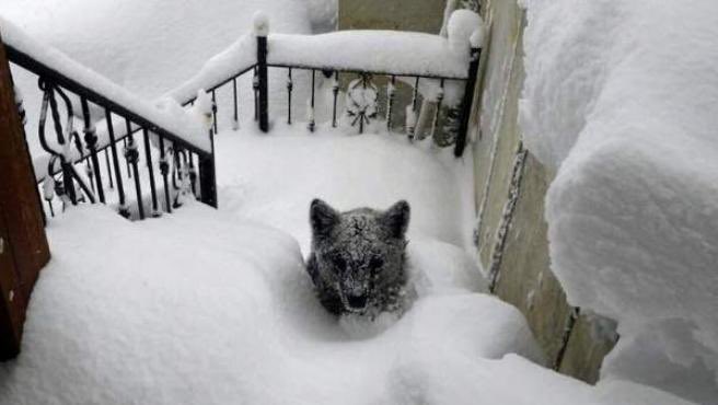 En un pueblo de León -35.8 🥶
Unos científicos muy escépticos y expertos en calentamiento global dijeron, en León 🥶, que para 2018 ya no iba a nevar nunca por debajo de 1000 metros. Sentenciando.
Y ahí siguen. Como los de “esto un resfriado y la mascarilla no sirve”. Vaya fauna.