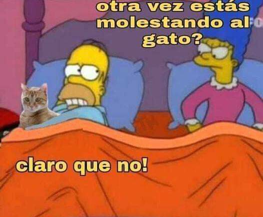 gatitos_qctd's tweet photo. https://t.co/Hy5J8mi9pe