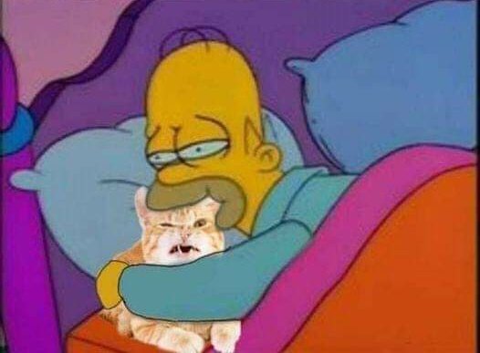 gatitos_qctd's tweet photo. https://t.co/Hy5J8mi9pe