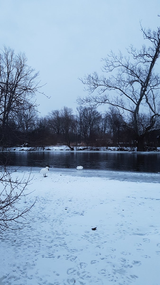 bulletproof_dna's tweet photo. I used to be so proud of my photo of swans in the snow, but now I like Joon's DTS more ๐จ๏ธ๐ฅ #์ญ
I'm going to start posting more BTS related/inspired photography! #ARMYcut๐ธ https://t.co/vxKbeSfY5x