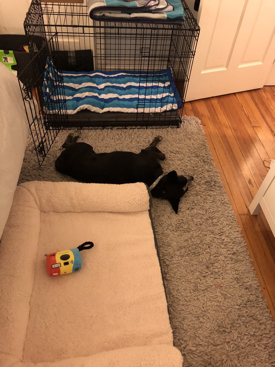 andrea_ack's tweet photo. @aquietstrength Here Lucy refuses to sleep on the fluffy beds we bought her. https://t.co/jZLTTOpVY0