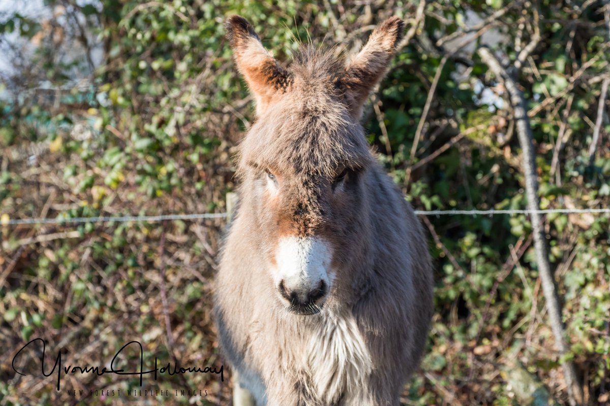 The ponies and donkeys enjoying the Winter sunshine in the village @Natures_Voice @BBCSpringwatch @BBCEarth @WildlifeTrusts @wildlife_uk @CanonUKandIE #TwitterNatureCommunity @natureslover_s #BBCWildlifePOTD #eosrp @NewForestNPA