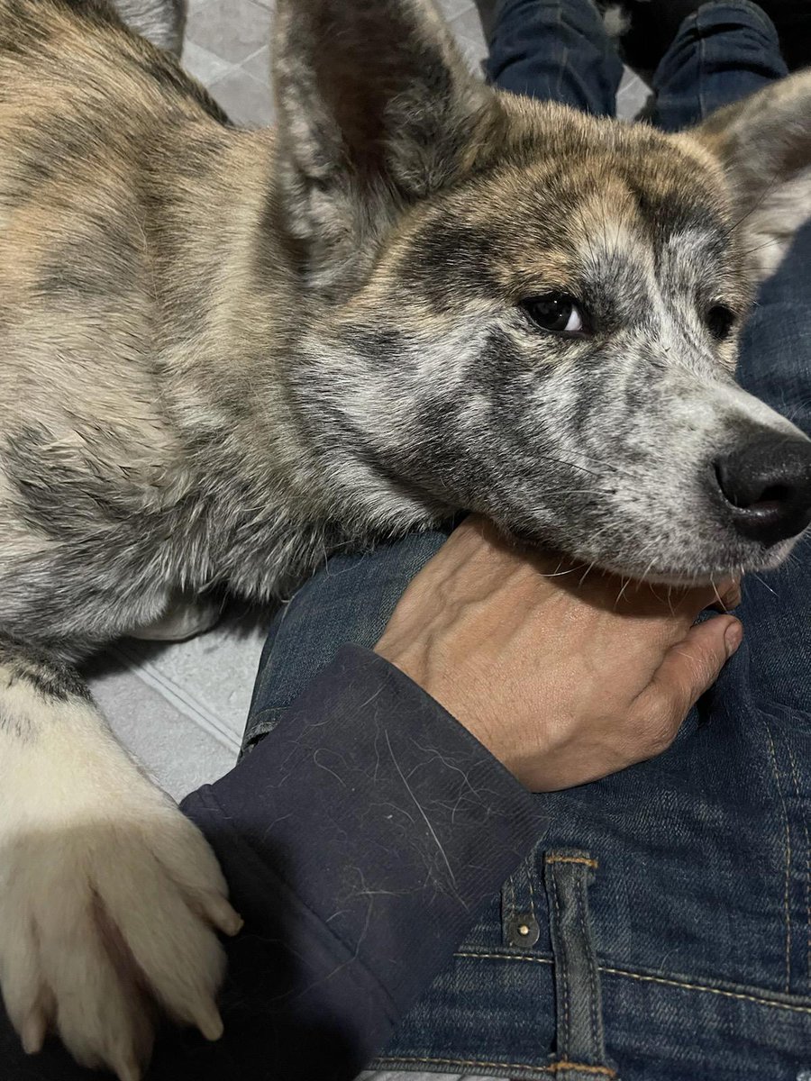 Japanese AKITA *AKITA-Inu tweet media